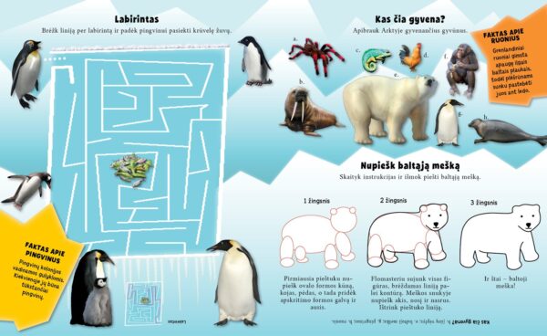Arktis. Lipdukų ir veiklos knyga - Image 4